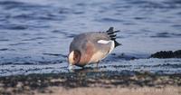 홍머리오리 Eurasian Wigeon Anas penelope