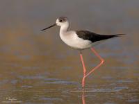 Black-winged Stilt Himantopus himantopus