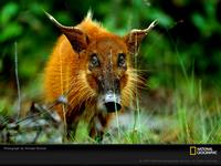 Photo: Western bush pig