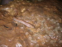 : Ambystoma barbouri; Streamside Salamander