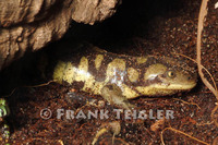 : Ambystoma tigrinum; Tiger Salamander