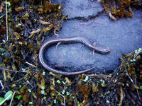 : Batrachoseps diabolicus; Hell Hollow Slender Salamander