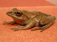 : Boophis madagascariensis