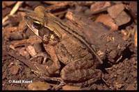 : Bufo crucifer