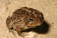 : Bufo terrestris; Southern Toad