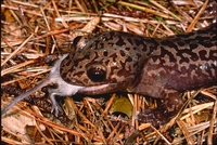 : Dicamptodon ensatus