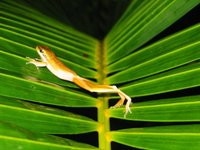 : Litoria fallax; Eastern Dwarf Tree Frog