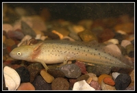 : Mesotriton alpestris; Alpine Newt