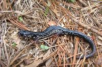 : Plethodon sequoyah; Sequoyah Slimy Salamander