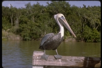 : Brown pelican; Pelecanus Occidentalis