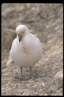 : Chionis alba; Snowy Sheathbill