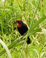 : Chrysomus ruficapillus; Garibaldi