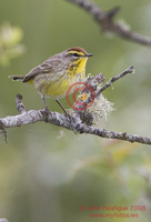 : Dendroica palmarum; Palm Warbler