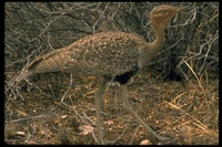 : Lissotis melanogaster; Black-bellied Bustard