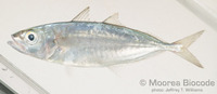 : Decapterus macarellus