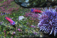 : Lythrypnus dalli; Catalina Goby