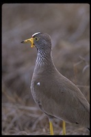 : Vanellus senegallus lateralis; African Wattled Lapwing