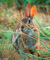 : Sylvilagus floridanus; Eastern Cottontail