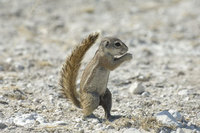 : Xerus inauris; Ground Squirrel