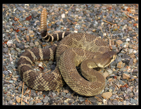 : Crotalus oreganus; Northern Pacific Rattlesnake