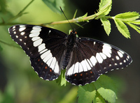 : Limenitis weidermeyerii; Weidermeyer's Admiral