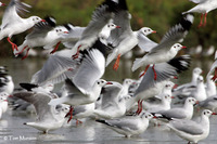 Brown-headed Gulls