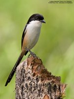 Long-tailed Shrike Scientific name - Lanius schach