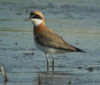 Greater Sand Plover. A fairly common breeding visitor