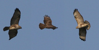 Eurasian/Common Buzzard Buteo buteo