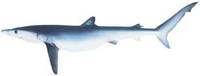 Blue Shark - Prionace glauca