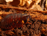 Eublaberus distanti - Four-spot roach