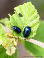 Agelastica alni