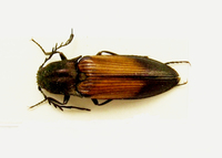 Ctenicera cuprea