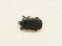 Hololepta plana