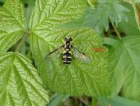 Xanthogramma pedissequum