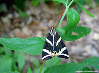 Euplagia quadripunctaria - Jersey Tiger