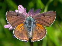 Lycaena alciphron - Purple-shot Copper