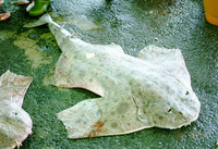 Squatina nebulosa, Clouded angelshark: