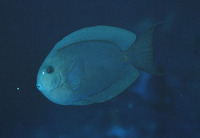 Acanthurus nubilus, Bluelined surgeon: aquarium