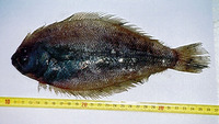 Citharus linguatula, Atlantic spotted flounder: fisheries
