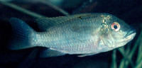 Tilapia deckerti, :