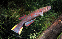 Scriptaphyosemion brueningi, Bruening's killi: aquarium
