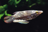 Ctenops nobilis, Frail gourami: aquarium