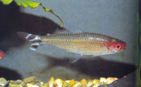 Hemigrammus bleheri, Firehead tetra: aquarium