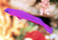 Pseudochromis fridmani, Orchid dottyback: aquarium