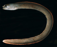 Gymnothorax monostigma, One-spot moray: