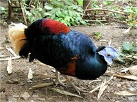 Lesser Bornean Crested Fireback Male Lophura ignita ignita