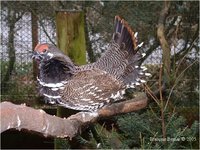 American Spruce Grouse Falcipennis canadensis canadensis