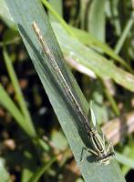 Platycnemis pennipes