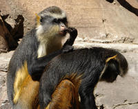 Image of: Cercopithecus wolfi (Wolf's monkey)